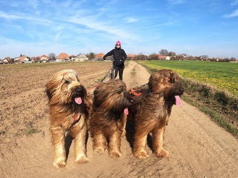Dog scooter with my briards