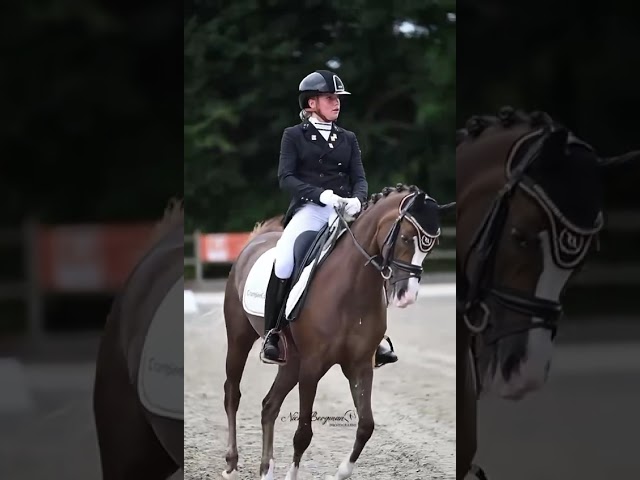 Gelding Welsh Pony (Section D), Welsh Cob For sale 2015 Liver chestnut