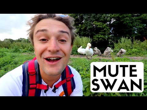 Mute Swan - Facts & Identification
