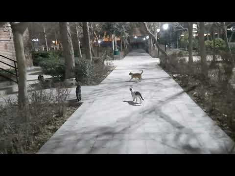 cats play، بازی گربه ها