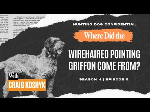 Where Did the Wirehaired Pointing Griffon Come From?