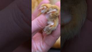 Cats have retractable claws! 😲❤️ #cat #fact #catfacts #didyouknow