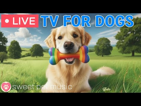 🔴24 Hours of Dog TV🎵🐶Calming Music for Dog Sleep🐾🩷Soothing Dog Music for Stress and Anxiety Relief