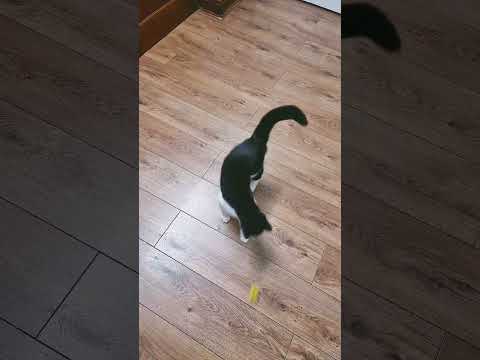 She loves playing with her toys .#beautiful #cats #playing #toys .