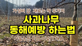 사과나무 동해예방 하는방법  가을농원  [사과재배방법]