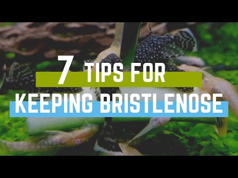 7 Tips for Keeping Bristlenose Plecos in an Aquarium