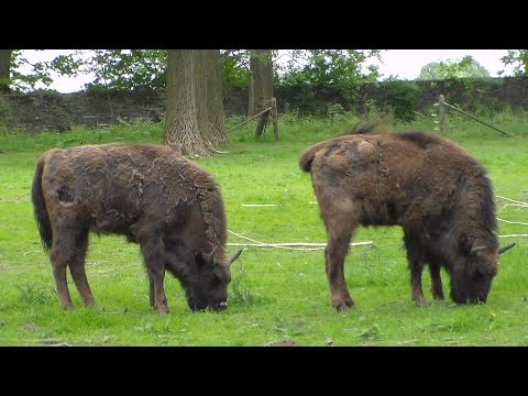 Temeon Outdoor - Wisentgehege 17.05.2015