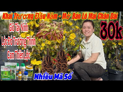 February 20th: Grand opening of the garden with affordable yellow apricot blossom trees 💥🌲 Many v...