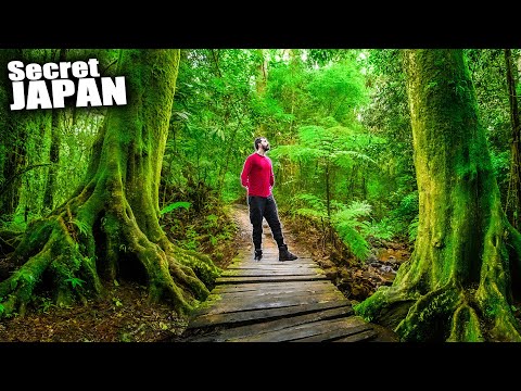 我迷失在京都的隱祕森林中 (I Got Lost in Kyoto's Hidden Forest)