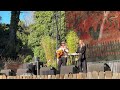 Feeling Fine (LIVE) - Ocie Elliott at the 2025 Hardly Strictly Bluegrass Festival