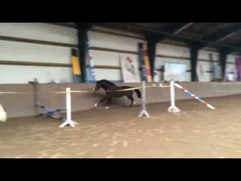 "Cronshagen" - Hengst v. Cancara / Ramirado