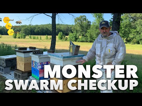 HUGE Swarm - Checkup on the biggest swarm I ever caught!