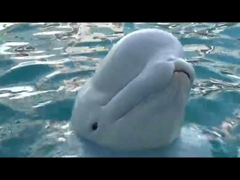Inside the transfer of beluga whales from a closed Canadian theme park to U.S. aquariums