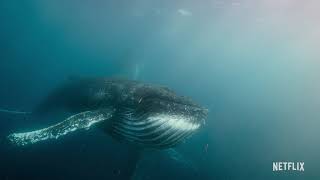 Our Planet - Zing Vecht Huil bid - Maaike Ouboter