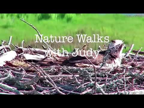 Osprey Nest #2: Chicks hatch beginning on May 9, 2021
