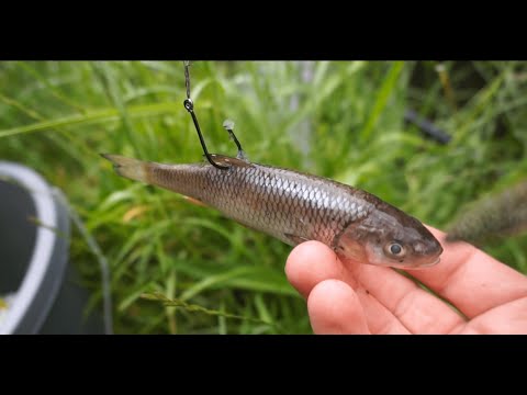 Geddefiskeri med agnfisk og cirkelkrog