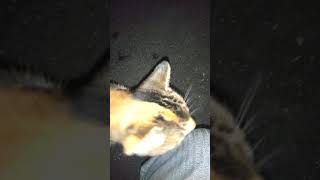 話しかけてくる人懐こい野良猫さん