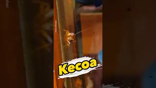 Fakta Mengerikan Tentang Kecoa yang Jarang Diketahui! #kecoa