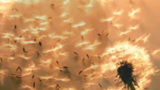 Deniece Williams - It's Your Conscience