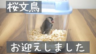 【文鳥お迎え】緊張？照れ屋？雛(ヒナ)のお迎え初日の様子