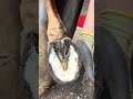 Limpeza De Casco De Cavalo Cavaleinhando Cavalo Asmr Limpeza Casco
