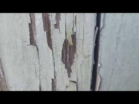 Business Infested with Termites in Kendall Park, NJ