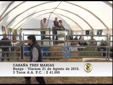 21-08-15 Venta de Toros P.C. - Cabaña Tres Marias - Bunge.