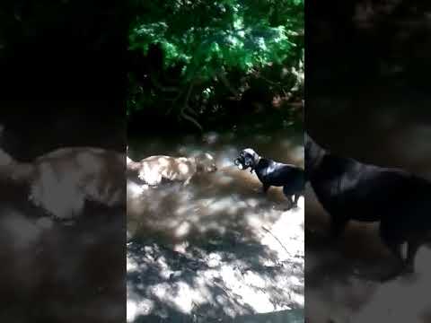 Batson's Happy Dogs video.