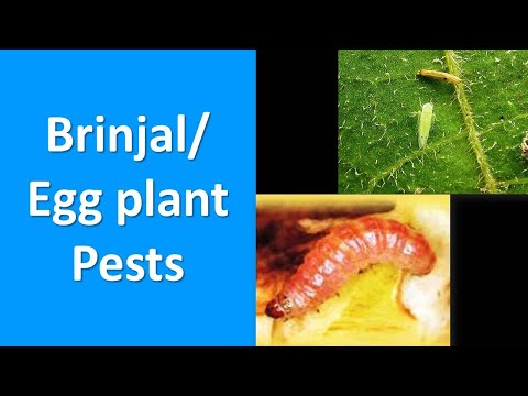 How to manage Insect Pests of Brinjal Egg plant (Solanum melongena)