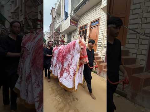 Zuljanah 8 Muharram naugawan Sadat #zuljanah #zuljana #zuljnah #shortsfeed #karbala