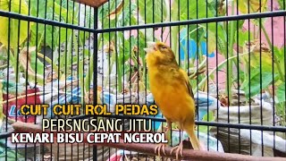 Download lagu kenari gacor panjang Cuit Cuit EMOSI, Pancingan Kenari Paud Belajar Bunyi, terapi AMPUH Kenari MACET mp3
