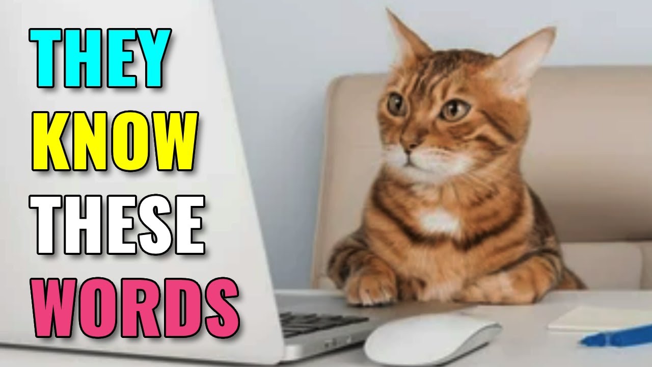 6 Words Your Cat Actually Understands (According to Science)