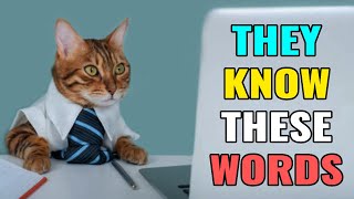 6 Words Your Cat Actually Understands (According to Science)