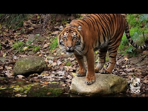 Melbourne Zoo