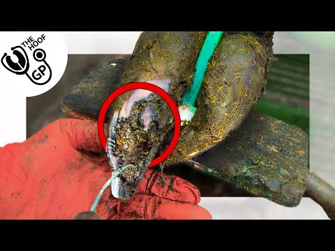 this NECROTIC cow's TOE is full of STONES!!!