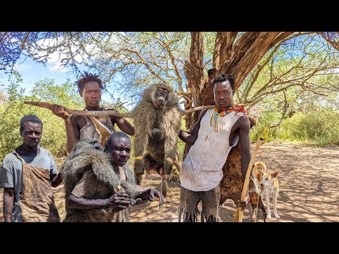 Hadzabe Tribe Made It Again With BIG BABOON. the life of the hunter