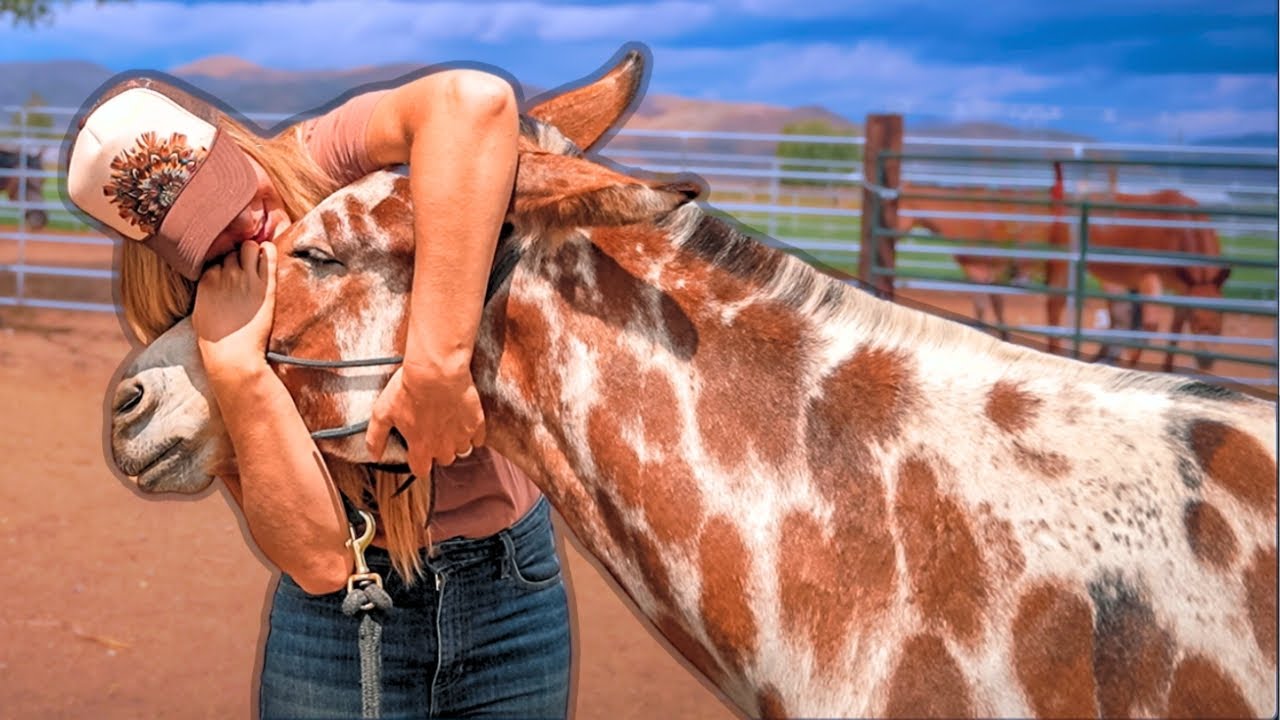 The Making of a Super Mule: Josey’s One-Year Transformation