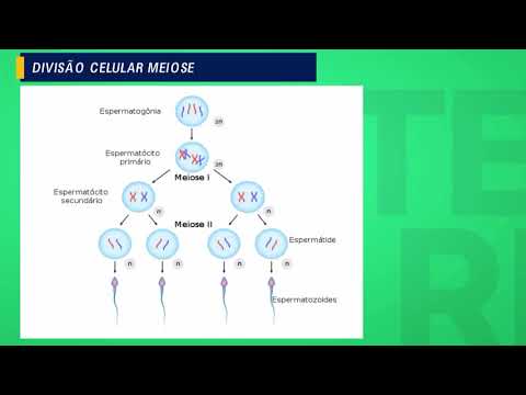 GAMETOGÊNESE/ESPERMATOGÊNESE
