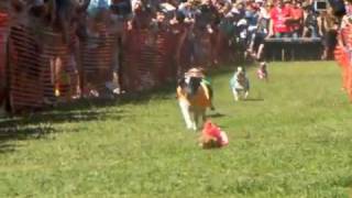 preview picture of video 'VVCC Jack Russell Terrier Races 2009'