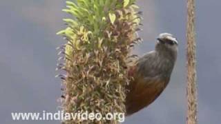 Grey Breasted Laughing Thrush or Garrulax jerdoni