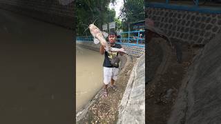 Download lagu Fishing Gets Monster Catfish Weighing 10 Kg #fishing #catfish #monstercatfish #fishingmania #wild... mp3