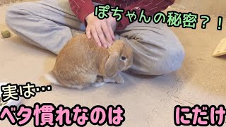 実はベタ慣れじゃない！ぽちゃんの秘密に迫る！【rabbit/bunny/ロップイヤー】