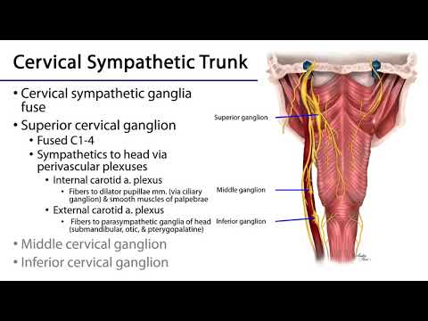 Larynx, Pharynx and CST LO 10 - Sympathetics and the Cervical Sympathetic Trunks