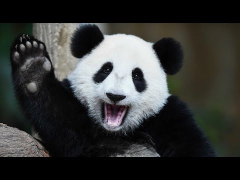 Wherever There ls Bottled Milk, There Are Baby Pandas | iPanda