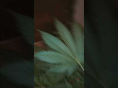 30 day GDP autoflower seeds ilgm make sure go Thur them for seed