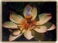 Deva Prema Soul in Wonder with Miten 