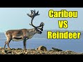 Caribou VS Reindeer – What’s the Difference?