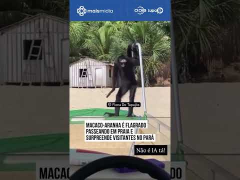 Macaco-aranha surpreende turistas na Flona do Tapajós, no Pará!
