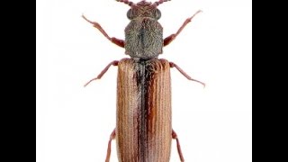 Home Tips: Inspecting For Powder Post Beetles | (773) 382-8492 | CALL US!