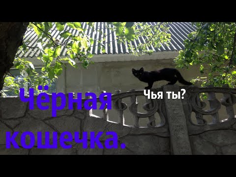 Чёрная кошечка в гости .